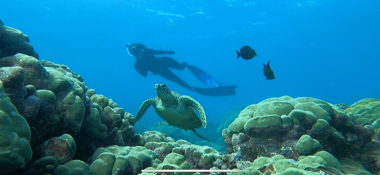 Diving with sea turtle